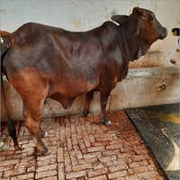 Indian  Sahiwal Cow