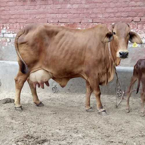 Dairy Sahiwal Cow