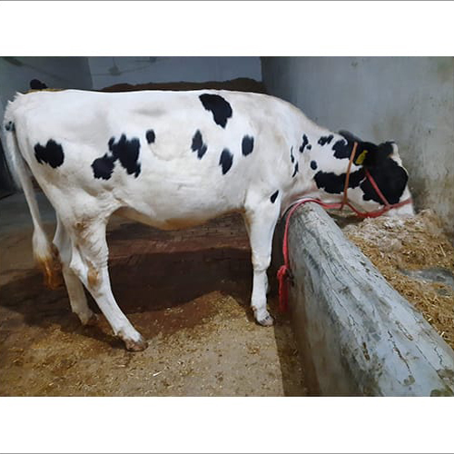 Dairy HF Cow