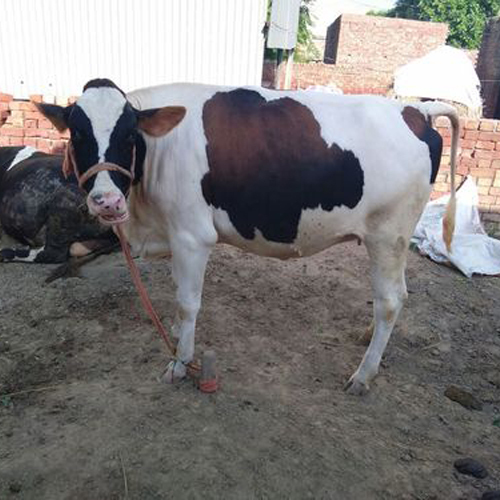 Dairy HF Cow
