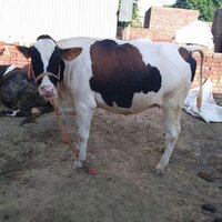 Dairy HF Cow