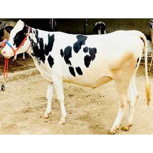 Dairy HF Cow