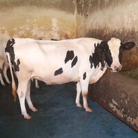 Dairy HF Cow