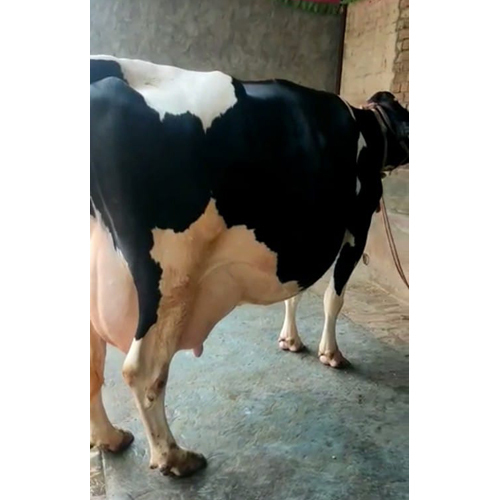 Indian HF Cow