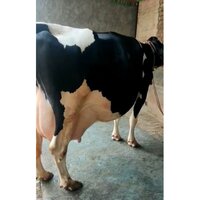 Indian HF Cow