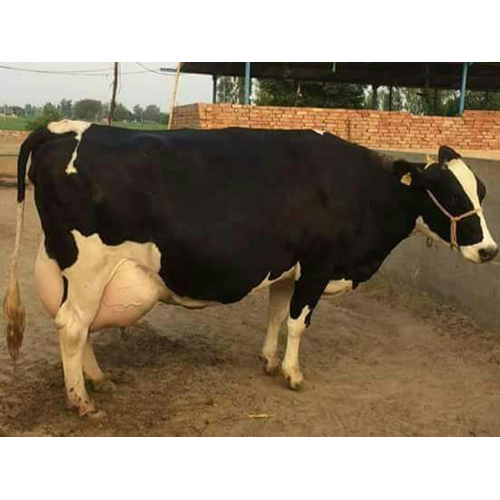 Indian HF Cow