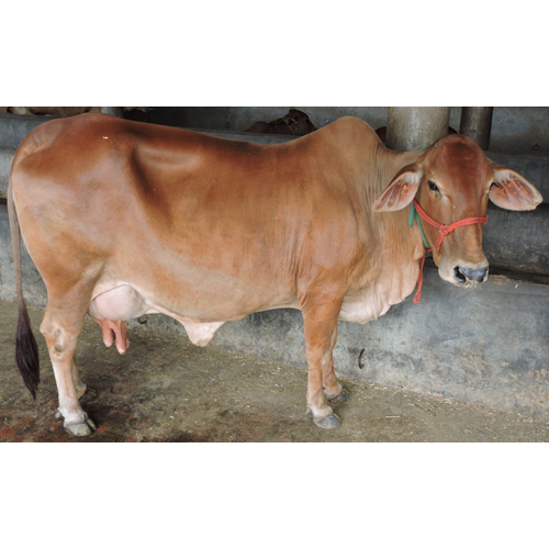Indian Jersey Cow