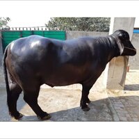 Black Murrah Buffalo