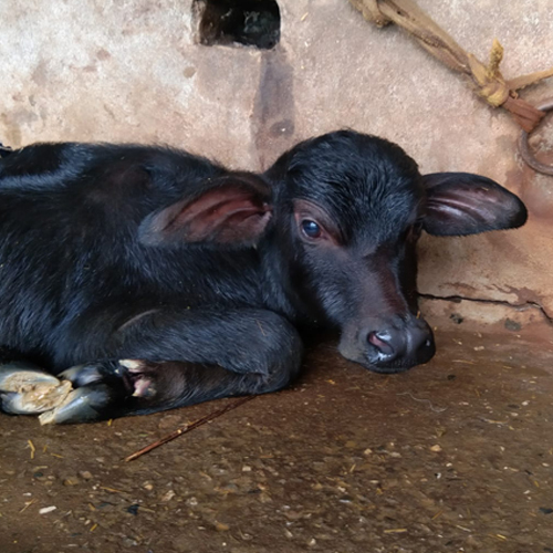 Black Murrah Buffalo