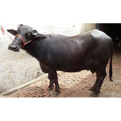 Black Murrah Buffalo
