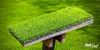 Plastic Green Artificial Grass