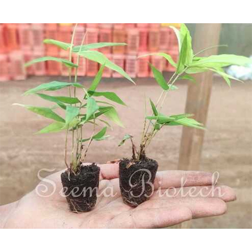 Bamboo Netpot Plants