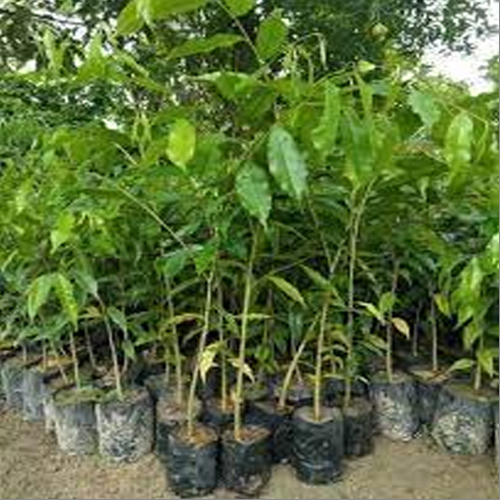 Agar Wood Plants