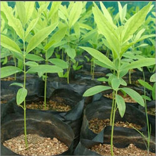 White Sandaal Wood Plants