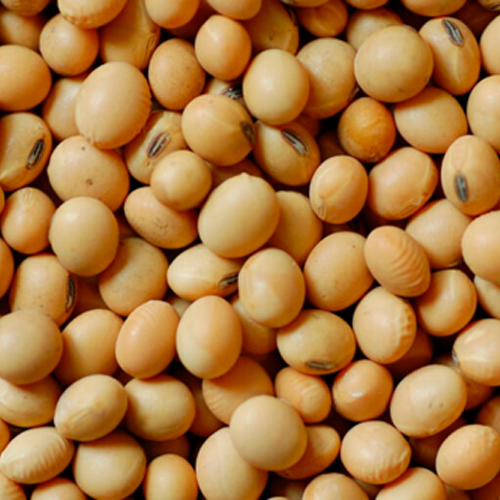Soya Beans Seed