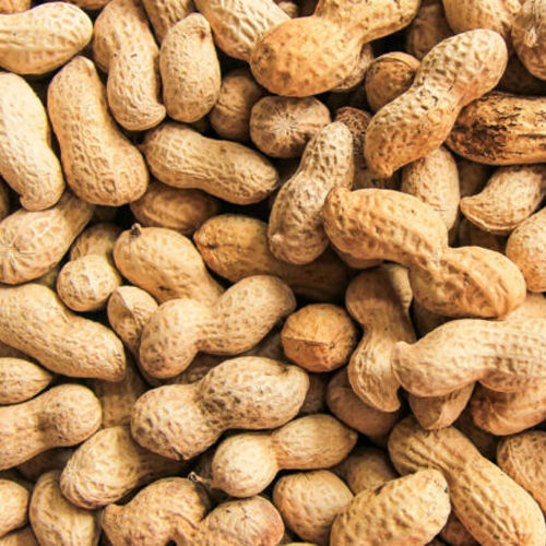 Shelled Peanuts