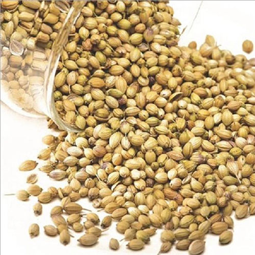 Coriander Seeds