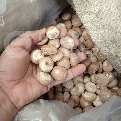 Common A2 Size Vachras Dried Whole Supari Or Areca Nut