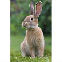 Brown Breeding Rabbits
