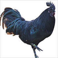 Kadaknath Chicken