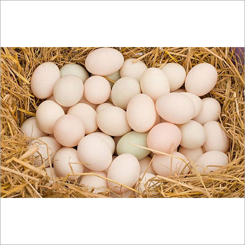 Duck Eggs