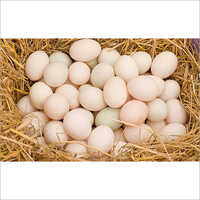 Duck Eggs - White Table Eggs | Premium Quality, Fresh And Nutritious