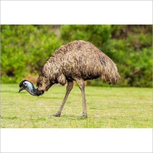 EMU Meat