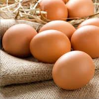 Bird Eggs
