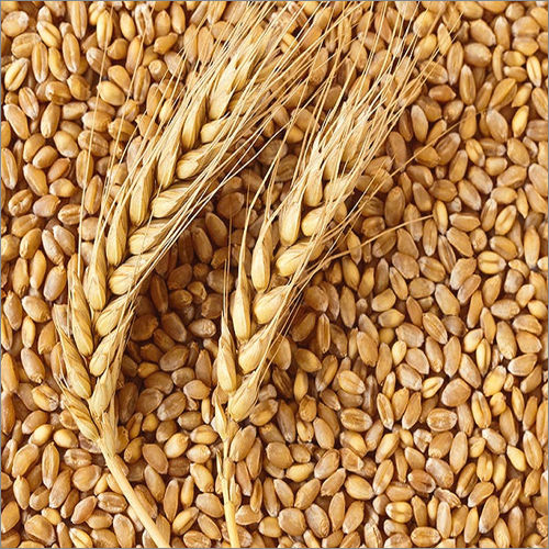 Organic Wheat