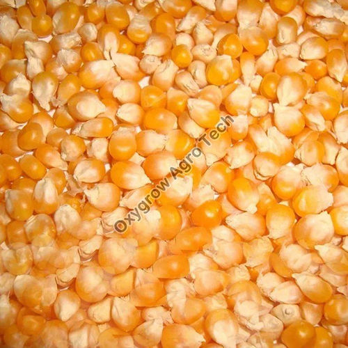 D Grade Maize Seeds