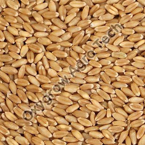 Organic D Grade Wheat Seeds