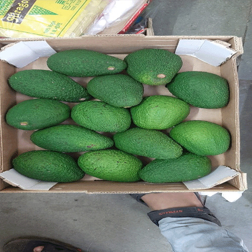 Oval Indian Avocado