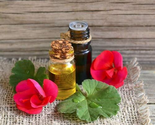 Geranium essential oil