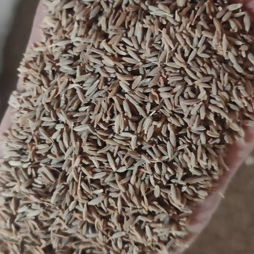 Indian Cumin Seed
