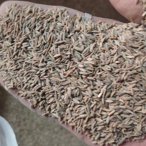Natural Cumin Seed