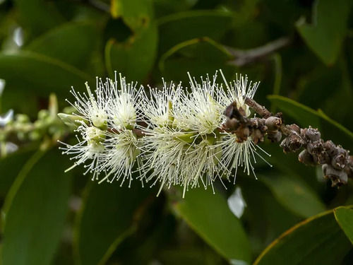 cajuput essential oil