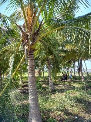 Coconut plam tree