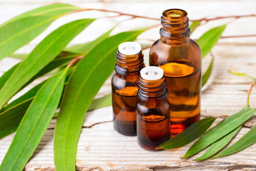 Citronella essential oil