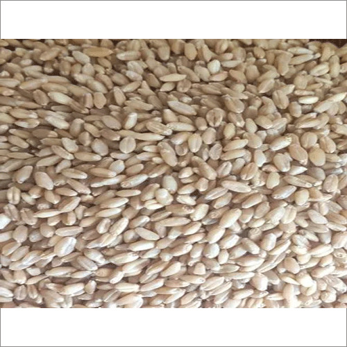 Organic Golden Wheat - Hard White Wheat, Golden Color, 100% Pure Organic, A Grade, Loose Packaging, 24 Months Shelf Life, Soft Chapati Quality