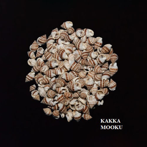 Kakka Mooku Seashells