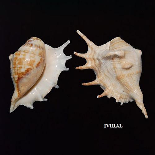 Iviral Seashell