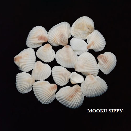 White & Brown Mooku Seashells