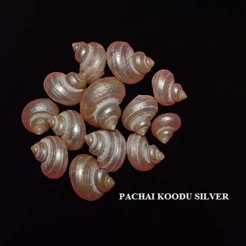 Pachai Koodu Seashells