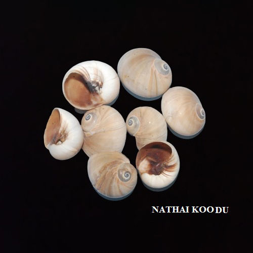 Nathai Koodu Seashells