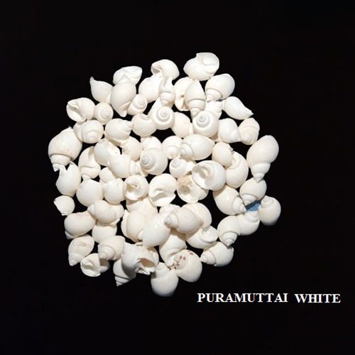 Oval Puramuttai White Seashells