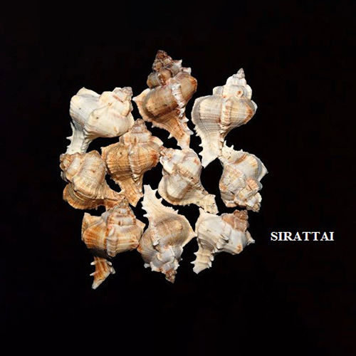 Brown Sirattai Seashell