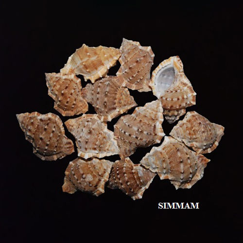 Brown Simmam Seashell