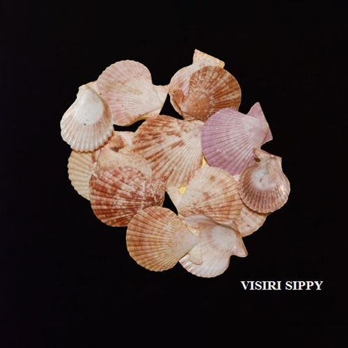 Brown Visiri Seashells