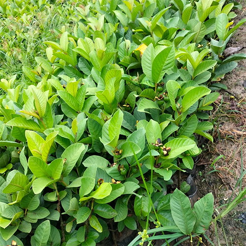 Guava Banner Fruit Plant