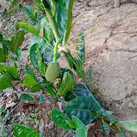 Jack Fruit Plant Shelf Life: 2-3 Years